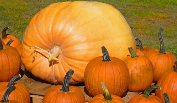 How to Grow Giant Pumpkins
